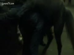 A wife is shown on a nighttime video being raped by a horse in the barn.
